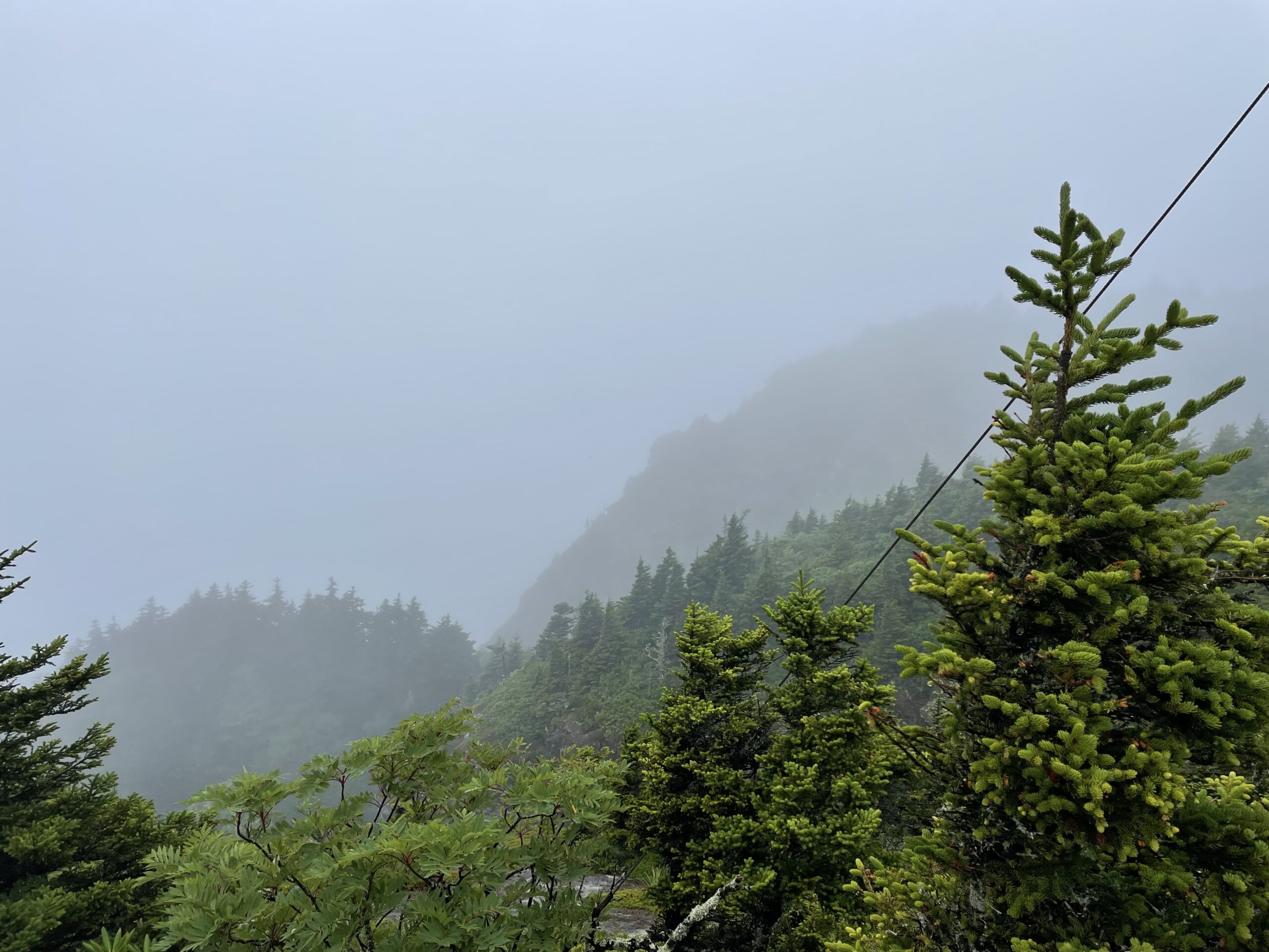 Grandfather mountain and forest